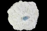 Aquamarine Crystal in Albite Crystal Matrix - Pakistan #111351-1